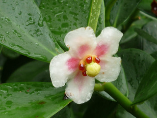 Clusia grandiflora - fleur