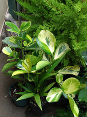 Clusia rosea en pot