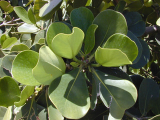 Clusia rosea : feuillage