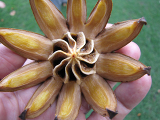 Clusia rosea : fruit (capsule) déhiscent