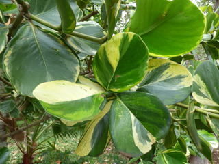 Clusia rosea : feuillage panaché