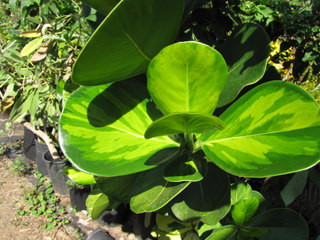 Clusia rosea, variété panachée