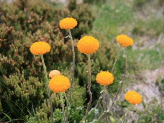 Craspedia aurantica