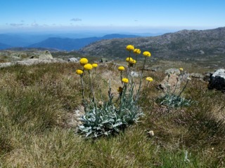 Craspedia dans son milieu naturel