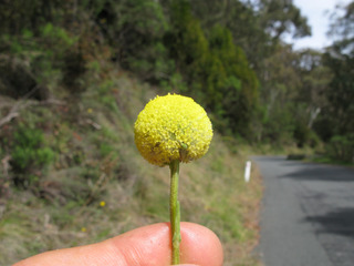 Craspedia variabilis