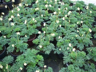 Dicentra eximia 'Alba'
