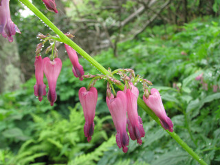 Dicentra eximia : fleurs