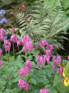 Dicentra eximia et fougère