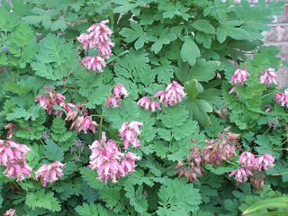Dicentra eximia : floraison