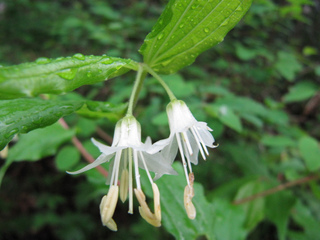 Disporum hookeri