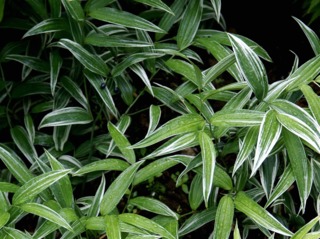 Disporum sessile 'Variegated'