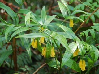 Disporum sessile