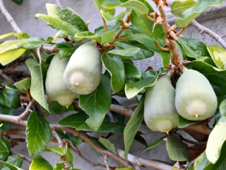 Ficus pumila : fruits