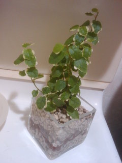 Petit Ficus pumila en pot