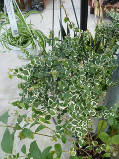 Ficus pumila à feuillage panaché