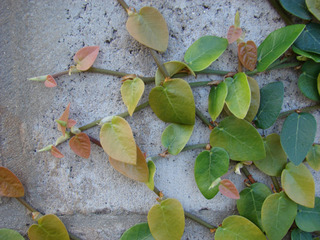 Ficus pumila : tiges munies de crampons