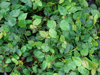 Ficus pumila : feuillage