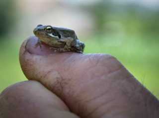Jeune grenouille rousse (Rana temporaria)