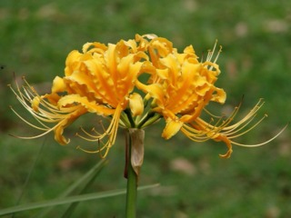 Lycoris aurea