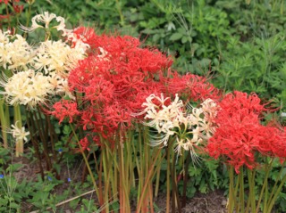 Lis araignée, Lycoris radiata rouge et blanc