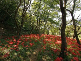 Lycoris radiata en sous-bois en octobre