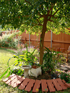 Maclura pomifera