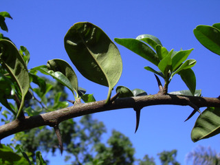 Maclura pomifera : rameau épineux