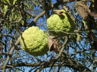 Maclura pomifera