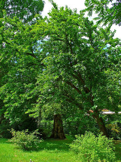 Maclura pomifera, oranger des Osages