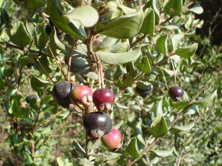 Myrte du Chili : baies