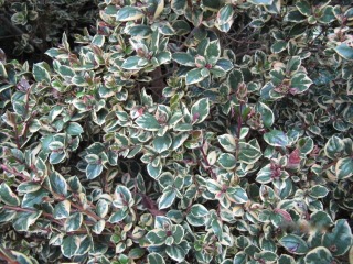 Myrtus apiculata (M. luma) 'Glanleam Gold'