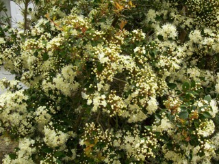 Myrtus luma, Myrte du Chili