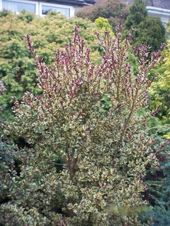 Myrte du Chili 'Glanleam Gold'