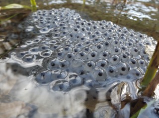 Oeufs de grenouille rousse dans une mare