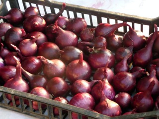 Oignons rouges 'Red Baron'