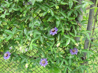 Passiflora caerulea