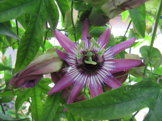 Passiflora x violacea