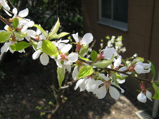 Prunus tomentosa : fleurs