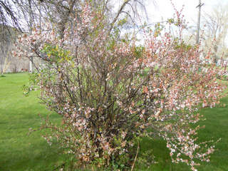 Prunus tomentosa en fleurs