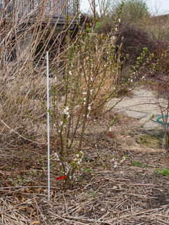 Jeune Prunus tomentosa