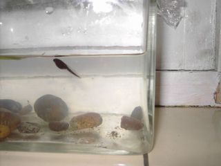 Têtard dans un aquarium
