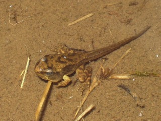 Têtard de grenouille rousse stade 4 pattes
