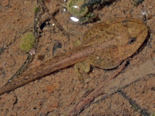 Têtard de grenouille rousse stade 2 pattes