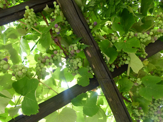 Vigne et raisins sur une treille