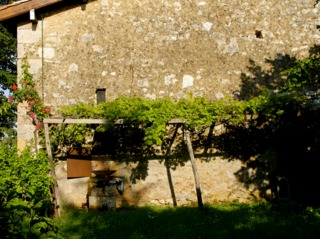 Treille contre la façade d'une vieille maison