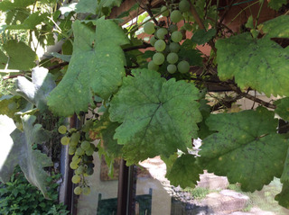 Vigne atteinte d'oïdium