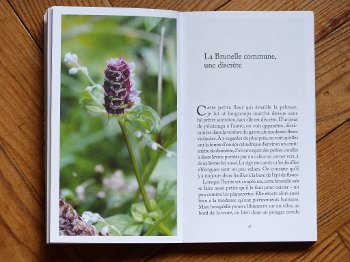 J'ai vu une fleur sauvage - L'herbier de Malicorne