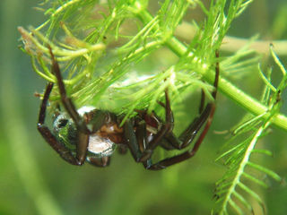 Argyronète, araignée aquatique