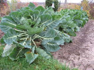 Choux en rang au potager