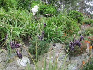 Dierama igneum à fleurs pourpres